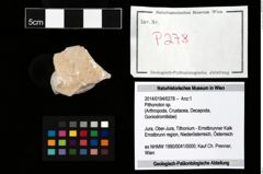 Foto (Objekt + Etikett) von Pithonoton sp.  (NHMW-GEO-2014-0194-0278)